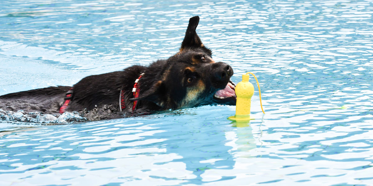 Hund beim Hundeschwimmen im Schlossbad Neumarkt