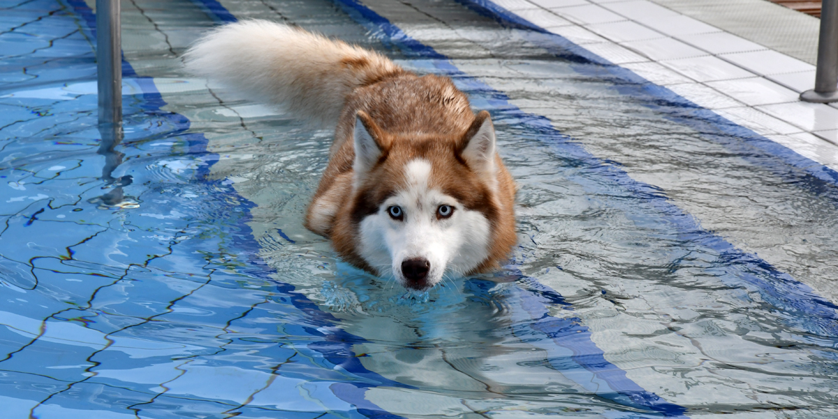Hund beim Hundeschwimmen im Schlossbad Neumarkt