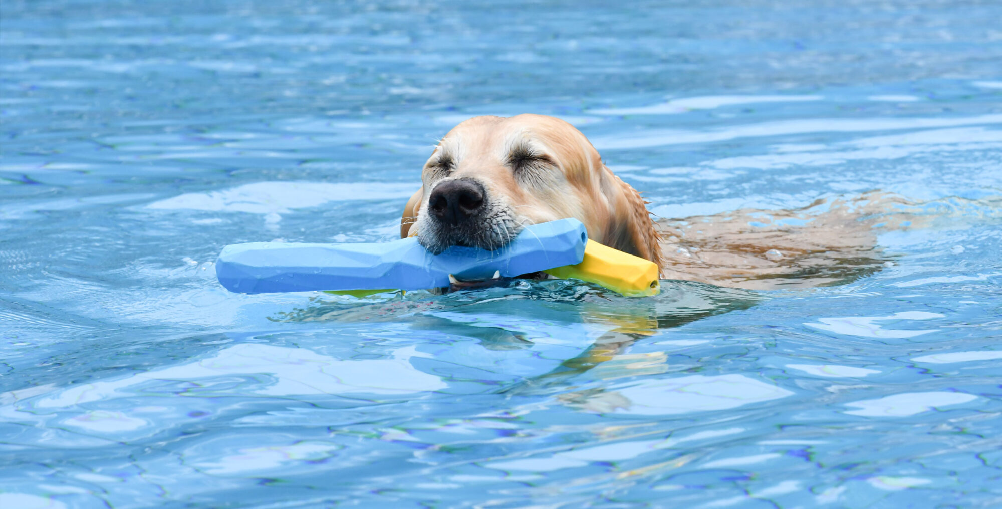 Hund beim Hundeschwimmen im Schlossbad Neumarkt