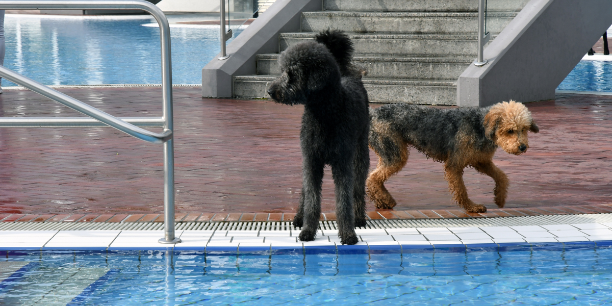 Hund beim Hundeschwimmen im Schlossbad Neumarkt