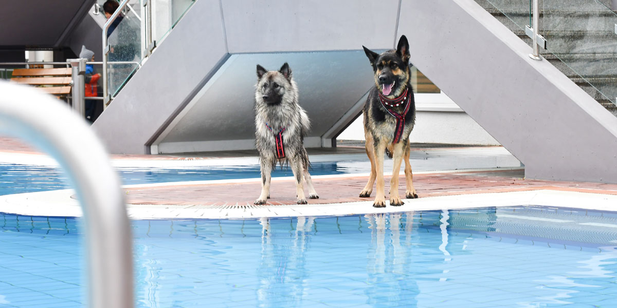 Hund beim Hundeschwimmen im Schlossbad Neumarkt