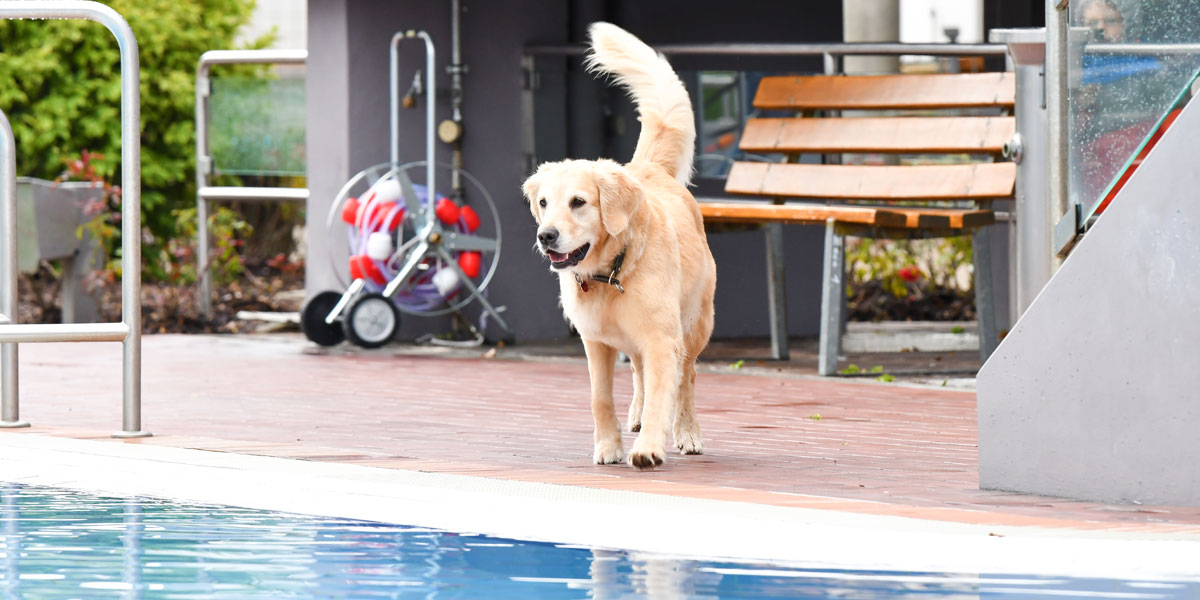 Hund beim Hundeschwimmen im Schlossbad Neumarkt