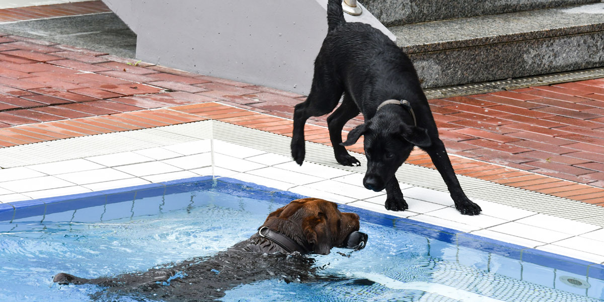 Hund beim Hundeschwimmen im Schlossbad Neumarkt