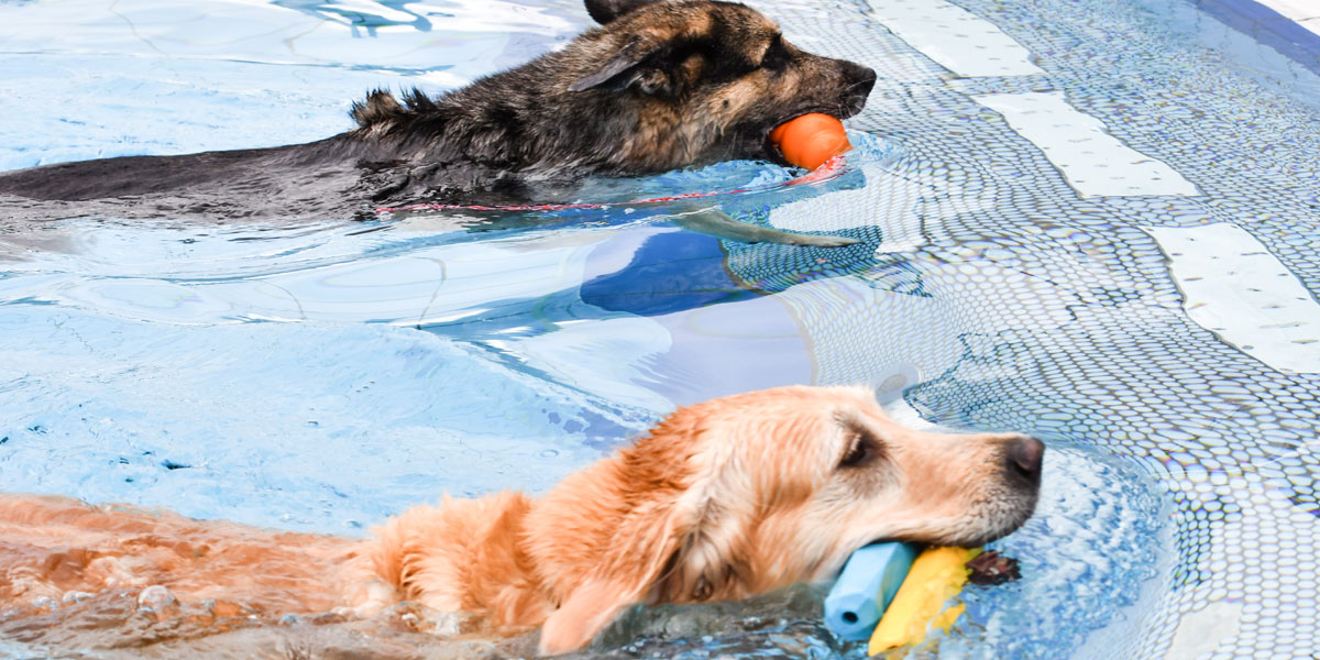Hund beim Hundeschwimmen im Schlossbad Neumarkt