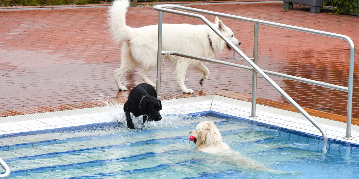 Hund beim Hundeschwimmen im Schlossbad Neumarkt
