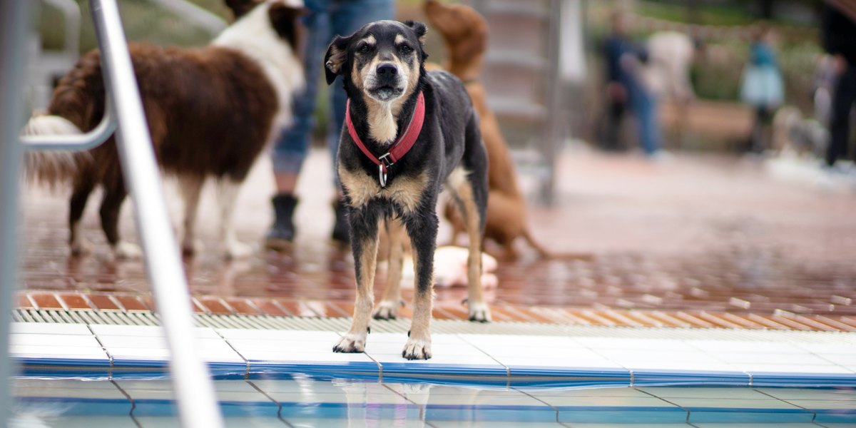 Hund beim Hundeschwimmen im Schlossbad Neumarkt