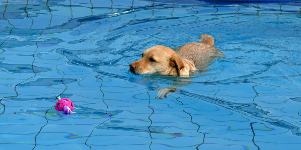 Hund beim Hundeschwimmen im Schlossbad Neumarkt