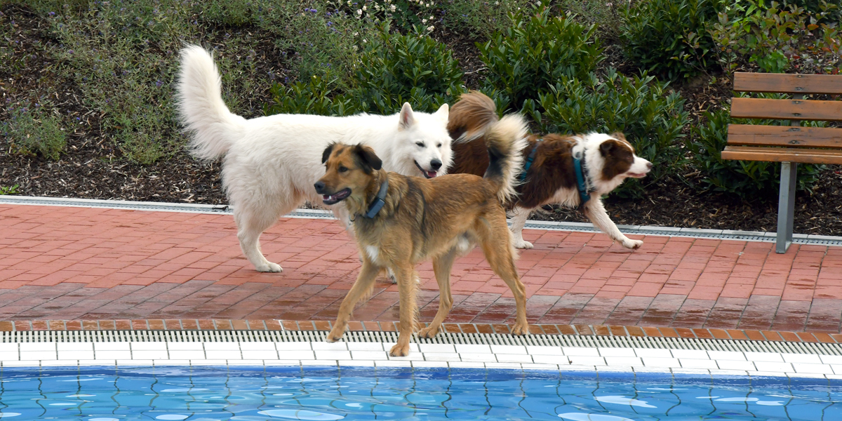 Hund beim Hundeschwimmen im Schlossbad Neumarkt
