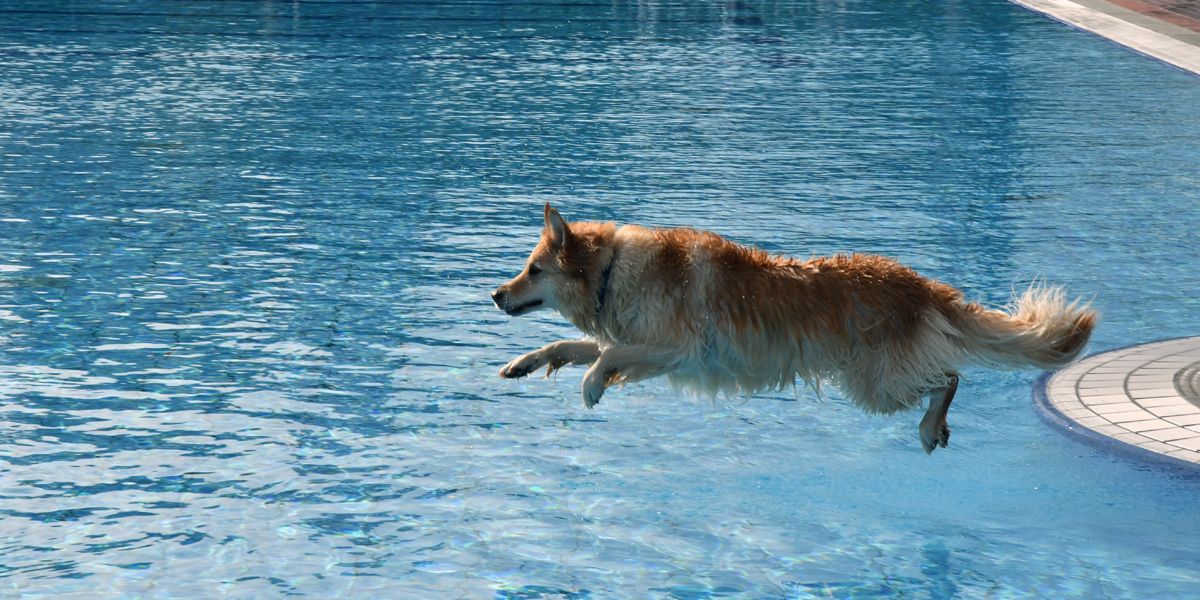 Hund springt ins Becken im Freibad Neumarkt