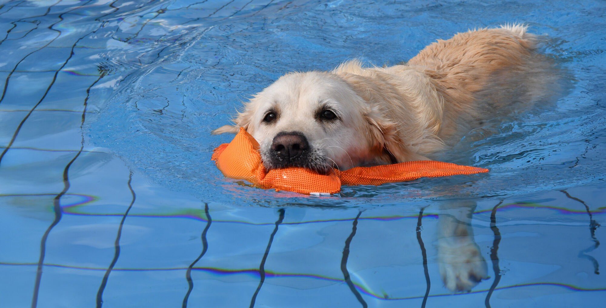 Hund beim Hundeschwimmen im Schlossbad Neumarkt